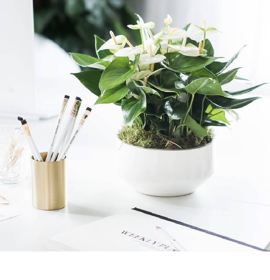 vier keer enkel en alleen Zeeziekte Tafel Anthurium wit | Schitterende plant kopen - Fleurdirect