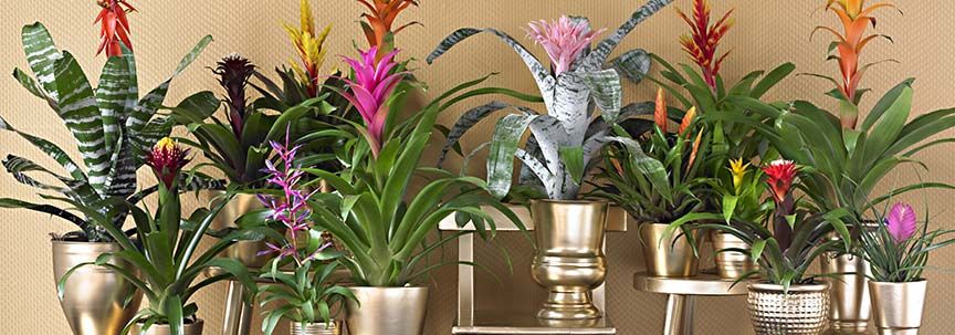 Bromelia is woonplant van de maand maart