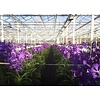 Vanda paars in champagne vaas