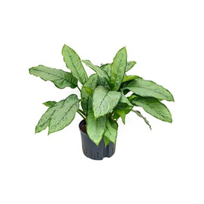 Hydroplant Aglaonema freedman