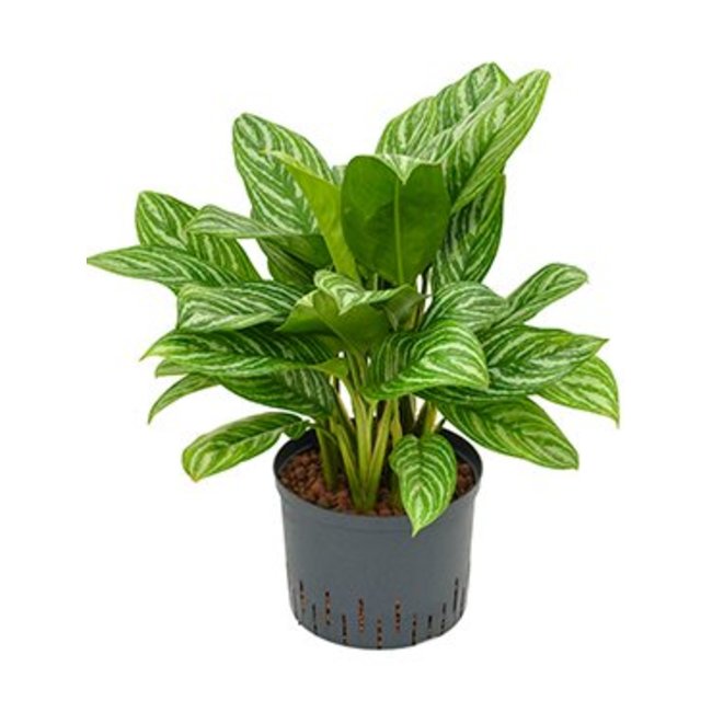 Hydroplant Aglaonema stripes