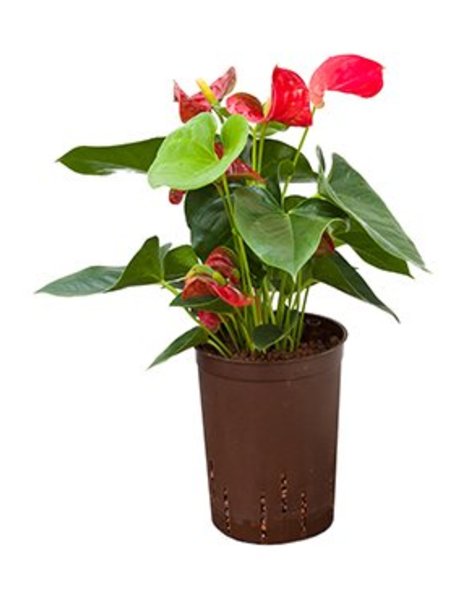 Hydroplant Anthurium