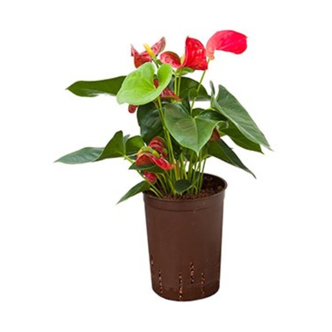 Hydroplant Anthurium sierra