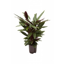 Hydroplant Calathea