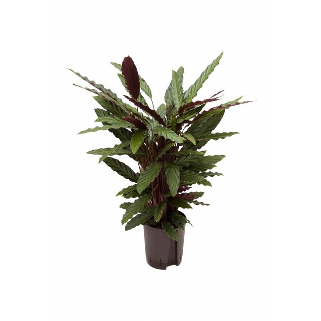 Hydroplant Calathea rufibarba