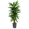 Hydroplant Dracaena cintho