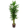 Hydroplant Dracaena cintho