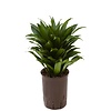 Hydroplant Dracaena compacta