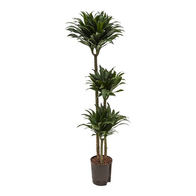 Hydroplant Dracaena compacta