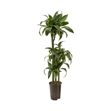 Hydroplant Dracaena