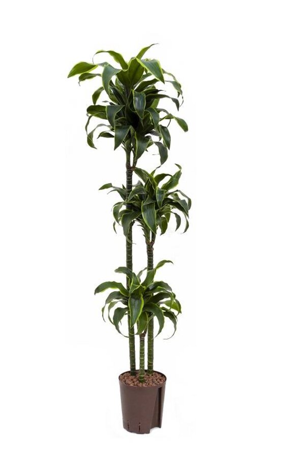 Hydroplant Dracaena dorado