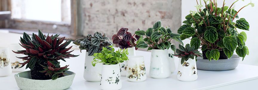 Welke plant past het beste bij uw interieur? 