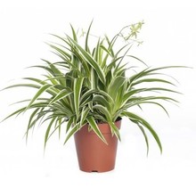 Chlorophytum