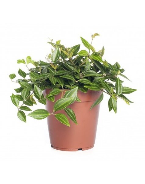 Peperomia