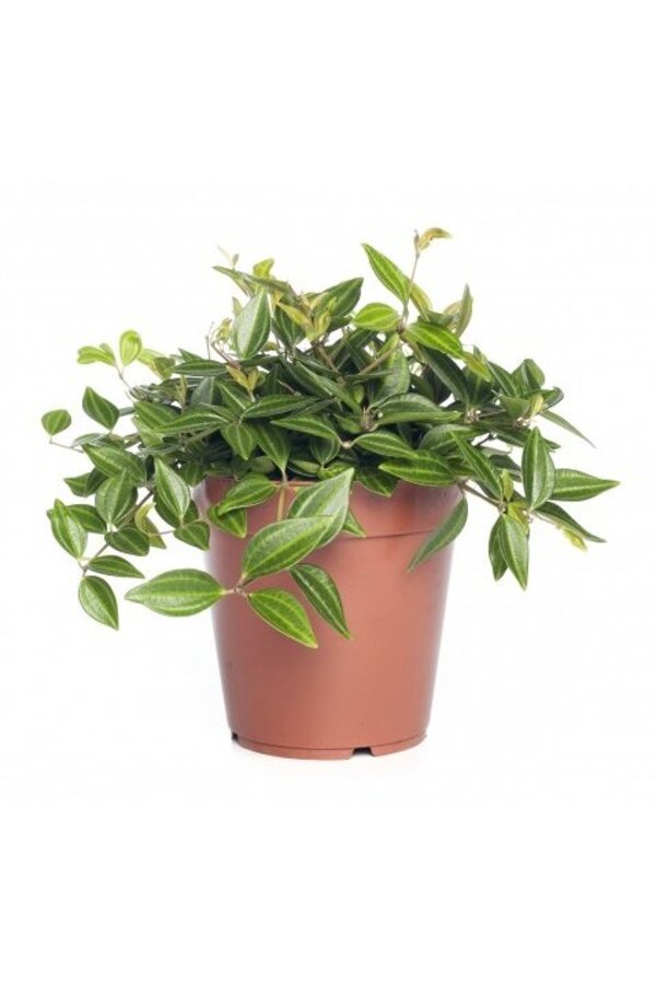 Peperomia Angulata