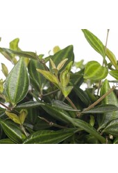 Peperomia Angulata