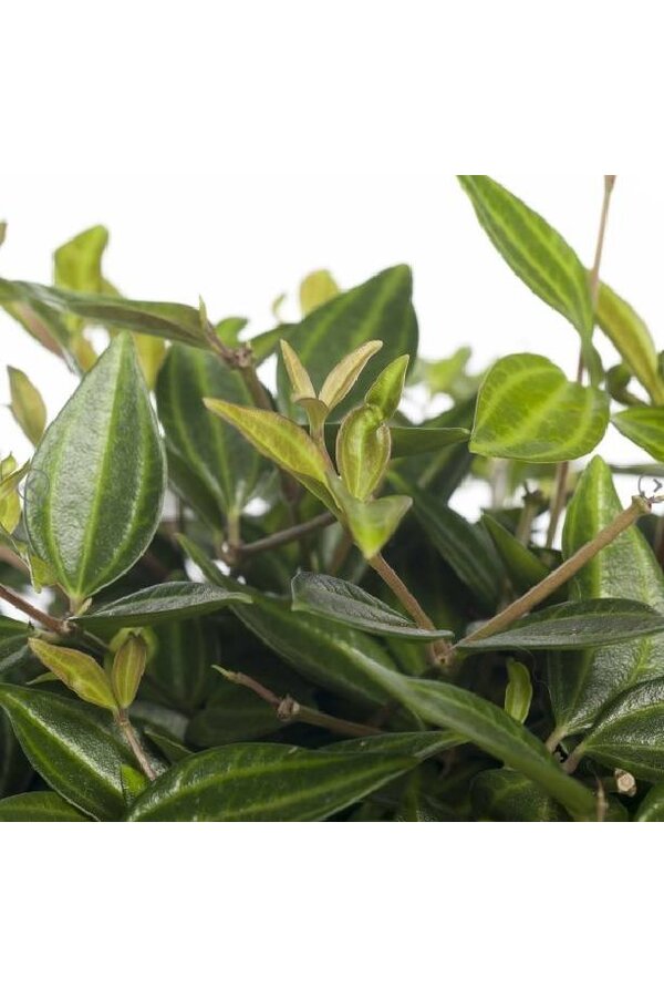 Peperomia Angulata