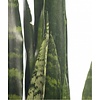 Sansevieria Black Coral M