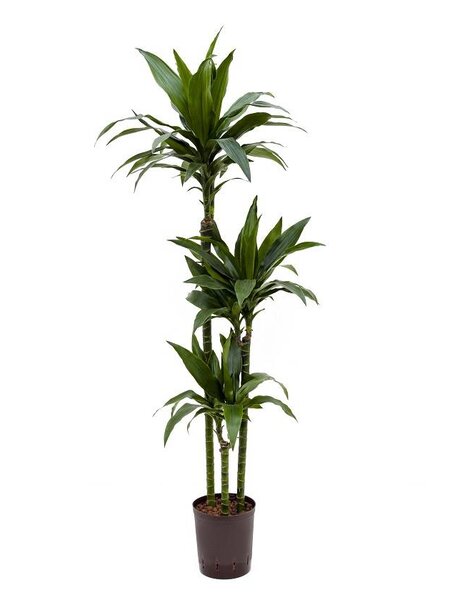 Hydroplant Dracaena