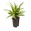 Hydroplant Dracaena lemon lime