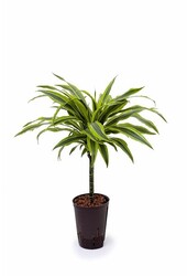Hydroplant Dracaena lemon lime