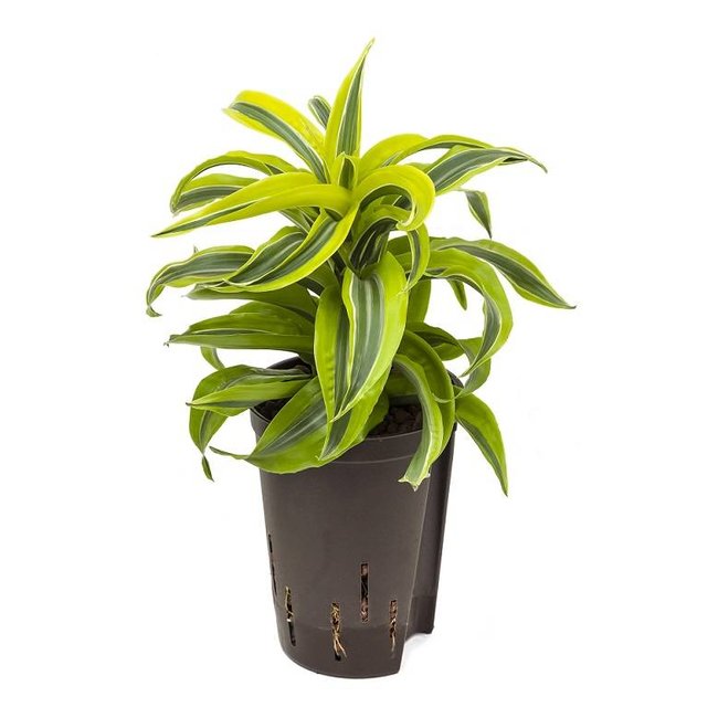 Hydroplant Dracaena lemon surprise