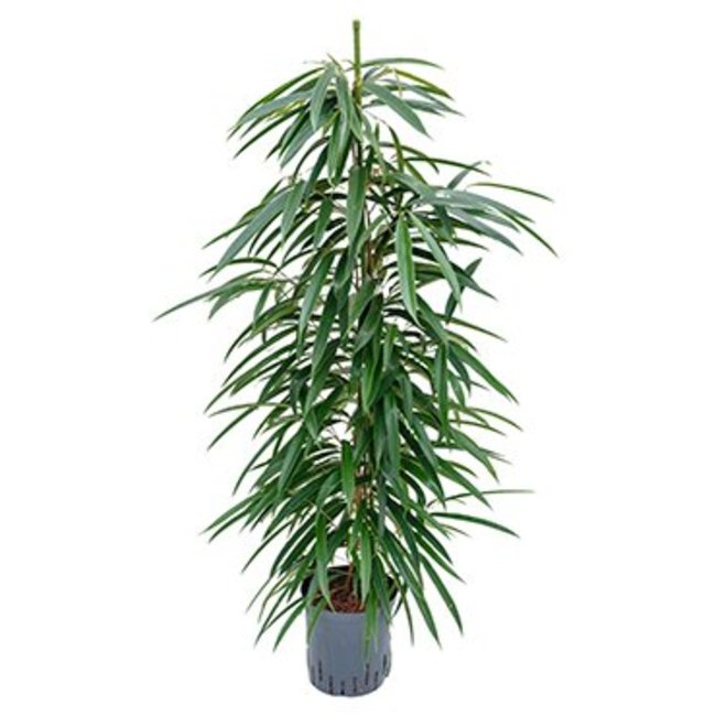 Hydroplant Ficus alii