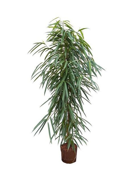 Hydroplant Ficus alii