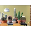 Euphorbia Cactus L