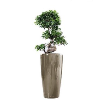 Uitgelezene Cadeautip | Grote plant in pot - Fleurdirect GD-82