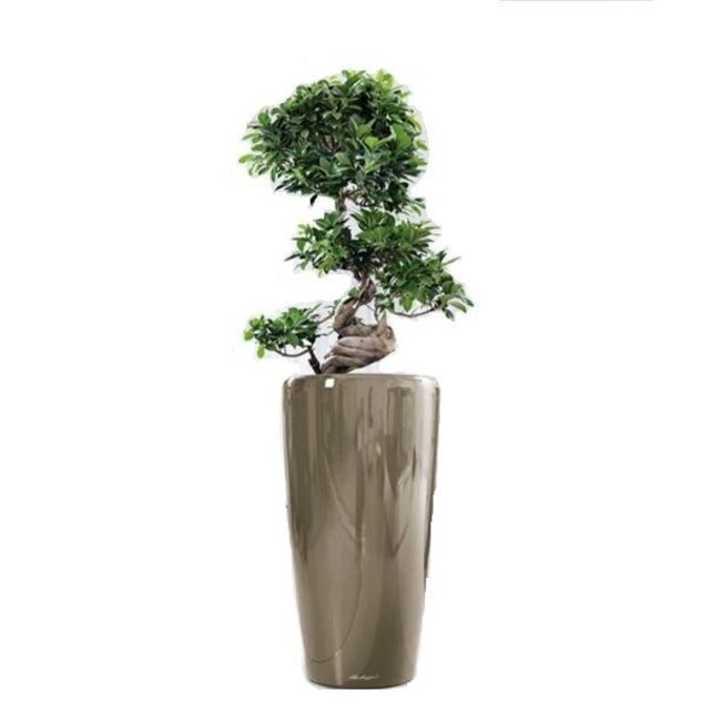 Bonsai S-vorm in Zelfwatergevende Rondo