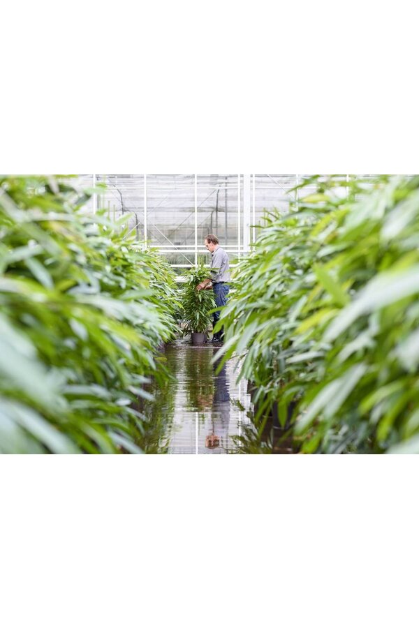 Hydroplant Kentia (howea) forsteriana