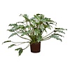 Hydroplant Philodendron xanadu