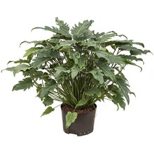 Hydroplant Philodendron