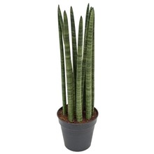 Sansevieria Spikes
