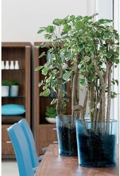 Polyscias Balfouriana XL