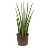 Hydroplant Sansevieria spikes