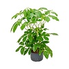 Hydroplant Schefflera amate