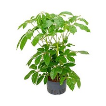 Hydroplant Schefflera