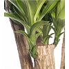 Dracaena Fragans M