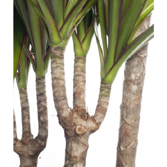 Dracaena Marginata Multi Tribe XXL