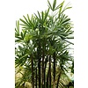 Rhapis Excelsa L