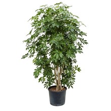 Hydroplant Schefflera