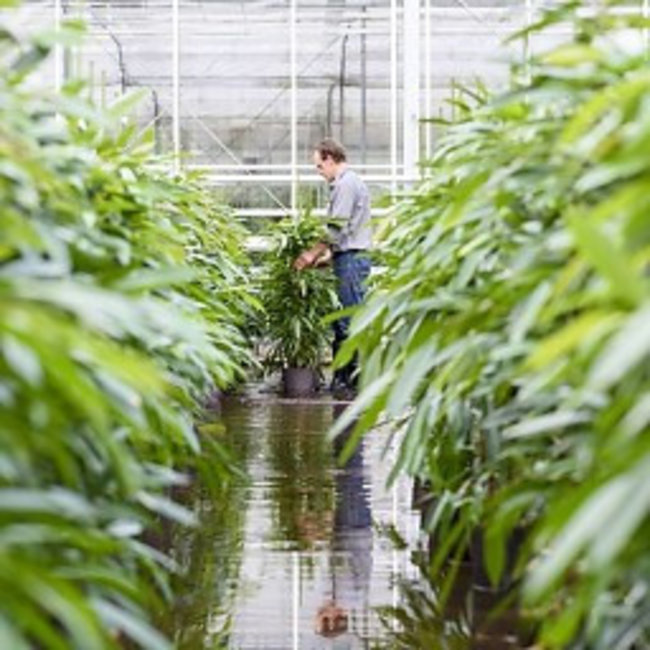 Hydroplant Schefflera gold capella