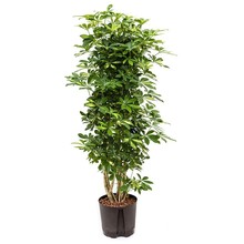 Hydroplant Schefflera