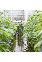 Hydroplant Schefflera gold capella