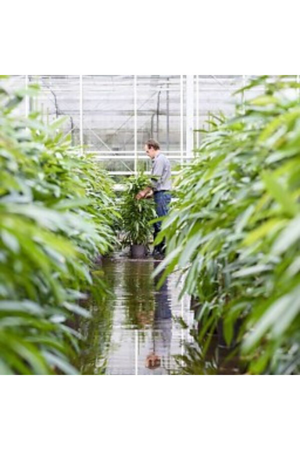 Hydroplant Schefflera gold capella