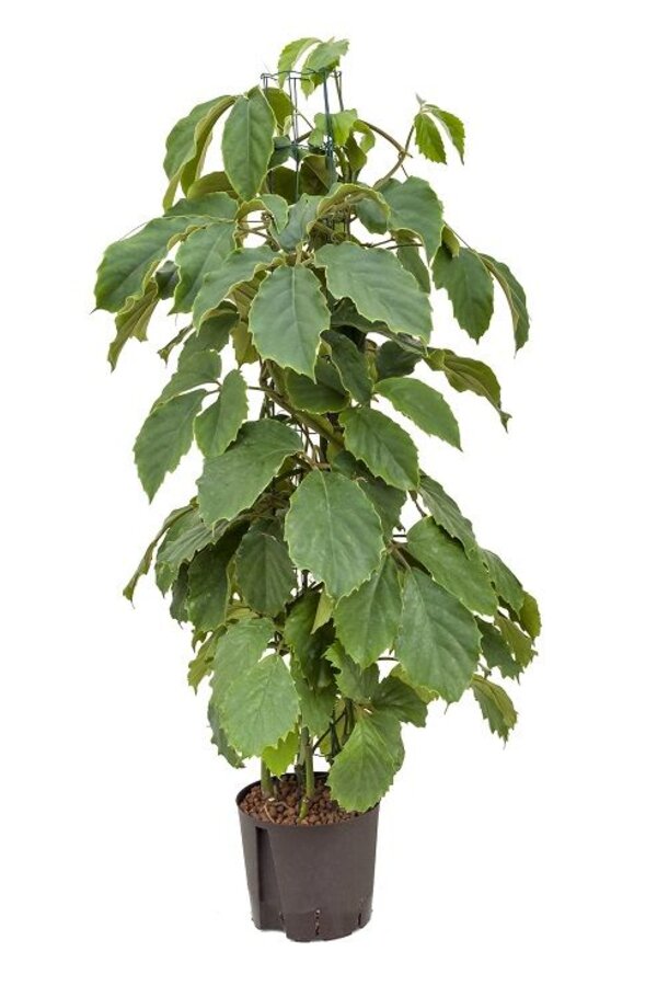 Hydroplant Tetrastigma