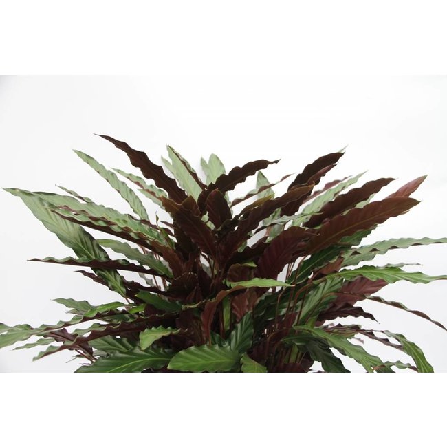 Calathea Rufibarba XL