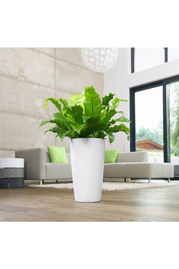 Asplenium in Zelfwatergevende Rondo